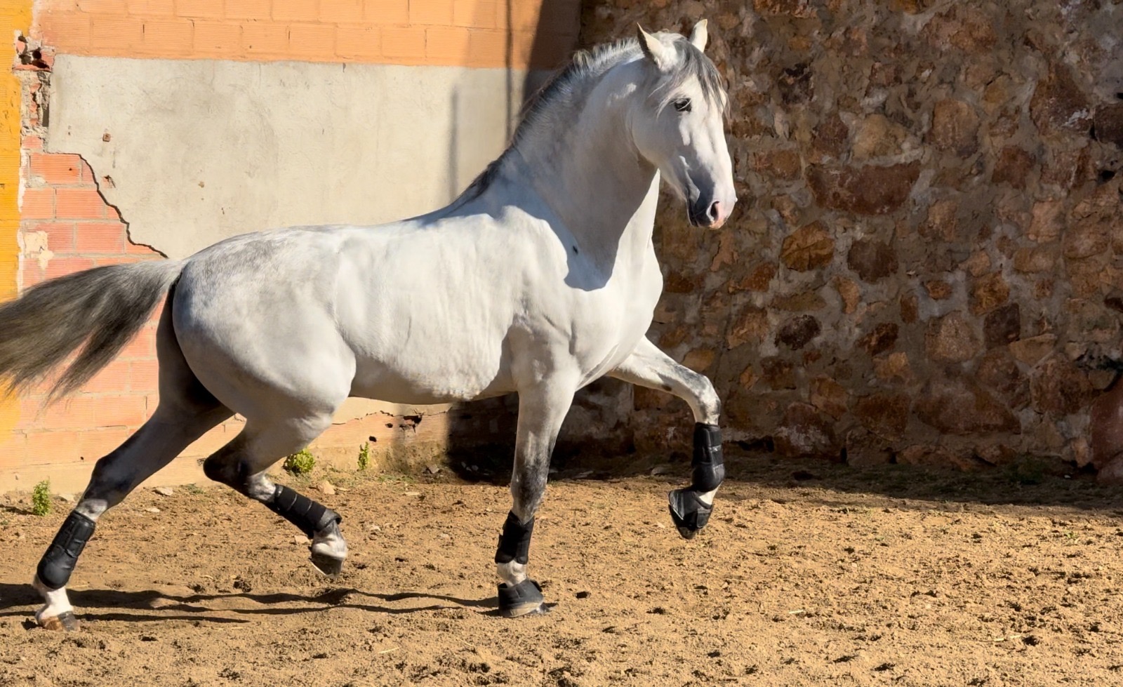 ORION de Torres 4