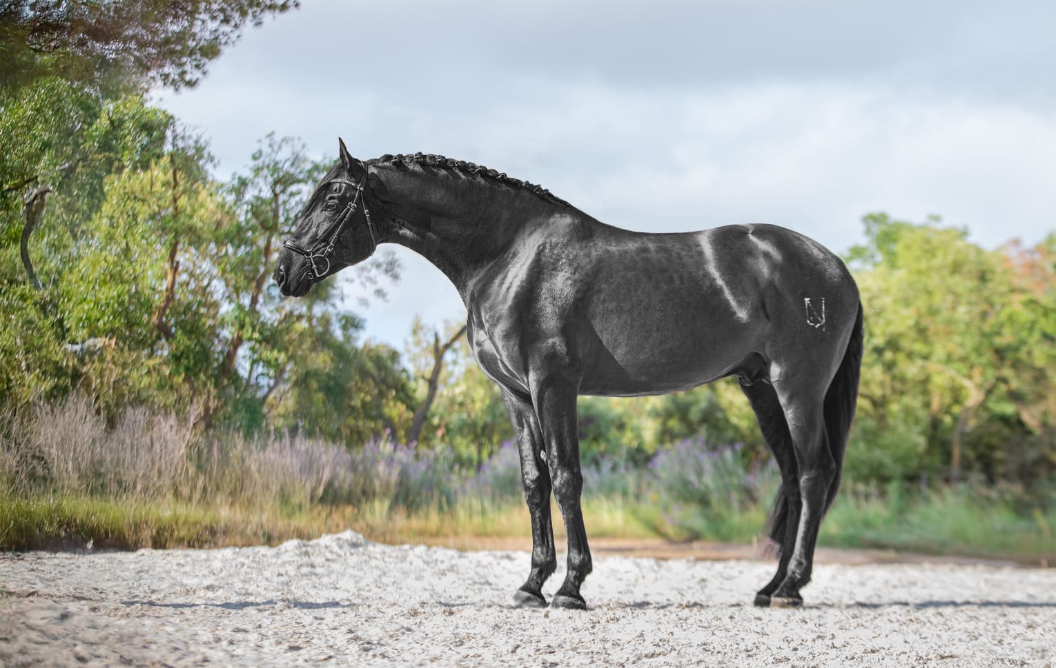 SENI Bolero III